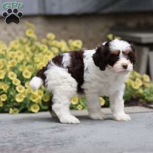 Penny, Cavapoo Puppy